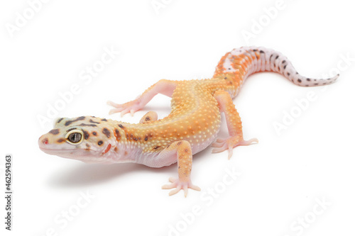 Leopard gecko (Eublepharis macularius) on a white background photo