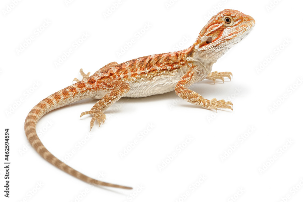 Naklejka premium Bearded Dragon (Pogona vitticeps) on white background