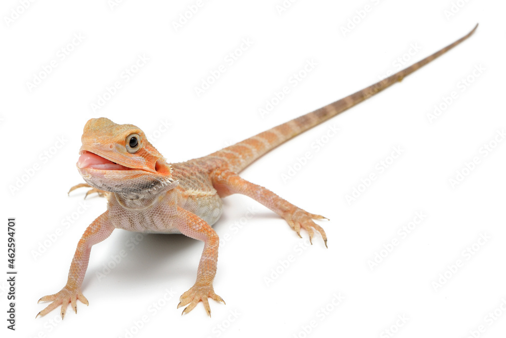 Fototapeta premium Bearded Dragon (Pogona vitticeps) on white background