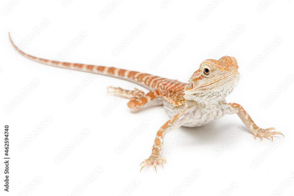 Fototapeta premium Bearded Dragon (Pogona vitticeps) on white background