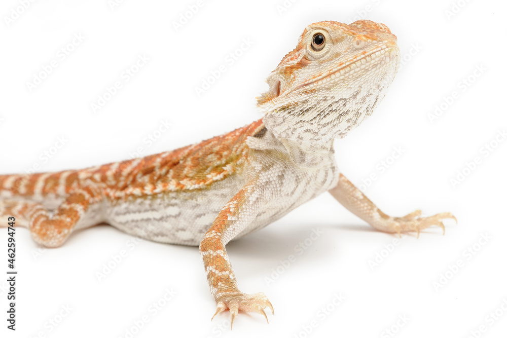 Naklejka premium Bearded Dragon (Pogona vitticeps) on white background
