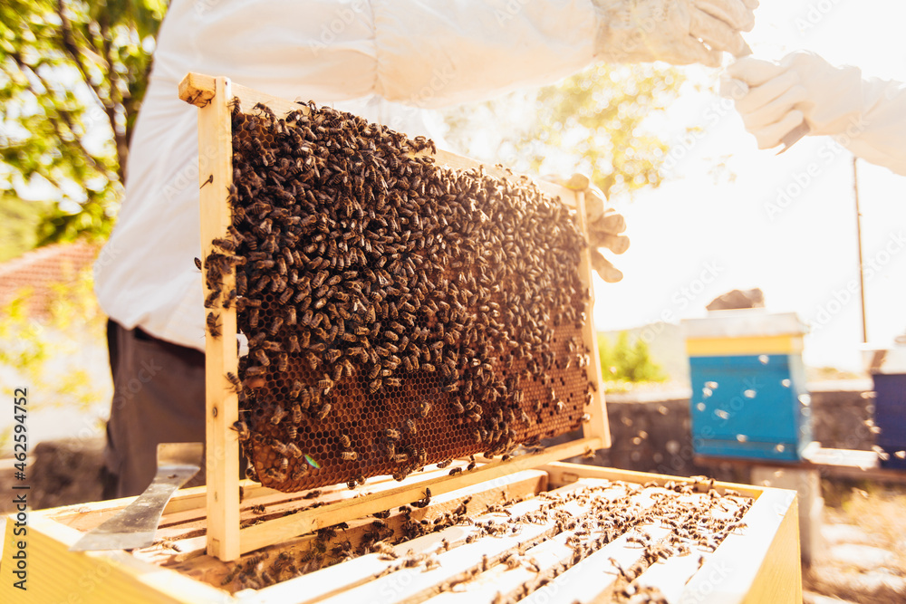 Beekeepers on apiary. Beekeepers are working with bees and beehives on the apiary. Beekeepers on apiary. Beekeepers are working with bees and beehives on the apiary.
