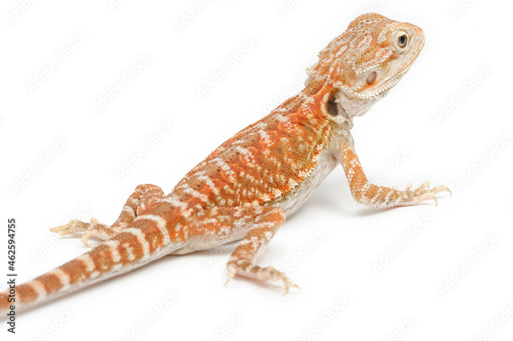 Fototapeta premium Bearded Dragon (Pogona vitticeps) on white background