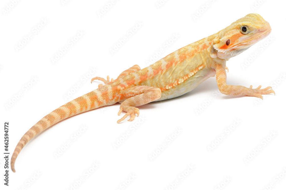 Naklejka premium Bearded Dragon (Pogona vitticeps) on white background
