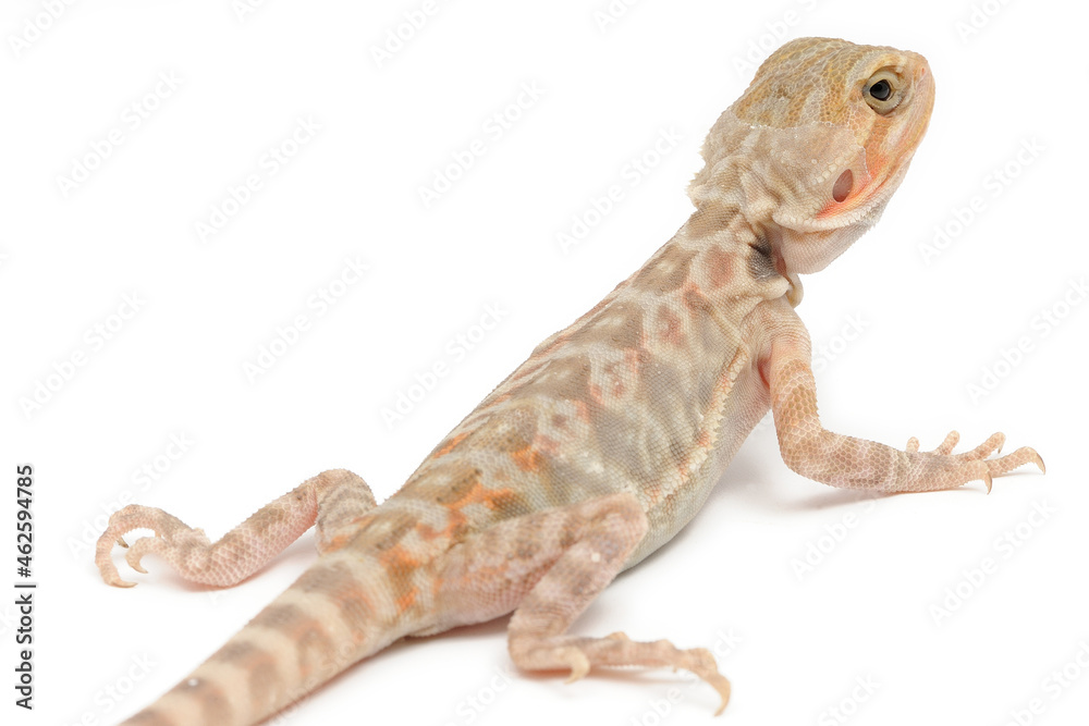 Naklejka premium Bearded Dragon (Pogona vitticeps) on white background