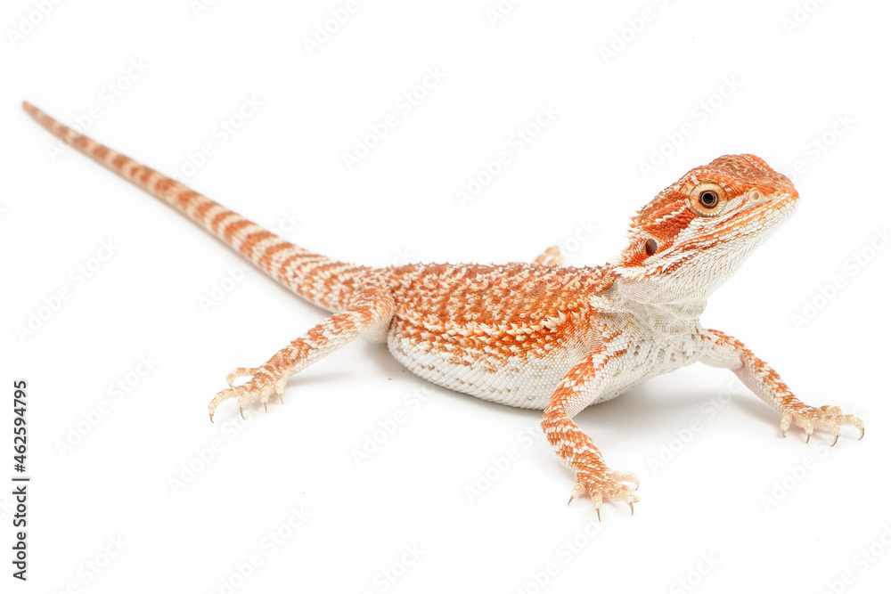 Naklejka premium Bearded Dragon (Pogona vitticeps) on white background