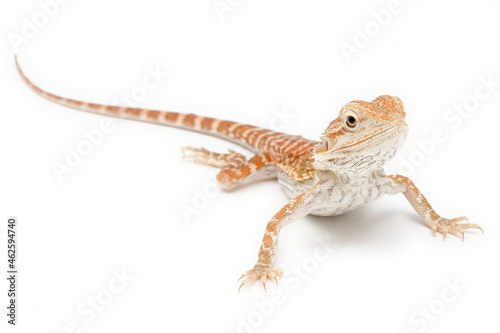 Bearded Dragon (Pogona vitticeps) on white background