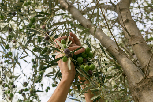 Recogiendo aceitunas del olivo