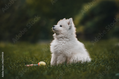 Samoyed puppy 