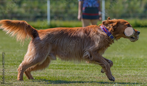 Closeup shot of a golden retriever running and carrying a dumbbell in its mouth on a grassy field photo