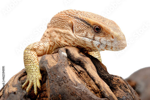 Savannah monitor (Varanus exanthematicus) on white background photo