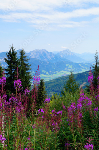 a picturesque alpine landscape with pink flowers in the Schladming-Dachstein region in Austria