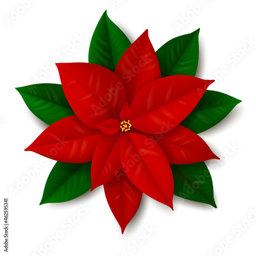 Traditional Christmas flower - Poinsettia plant with red and green foliage isolated on white background. Realistic vector illustration. Top view. 
