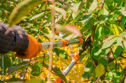 Seasonal pruning trees with pruning shears. Gardener pruning fruit trees with pruning shears. Taking care of garden