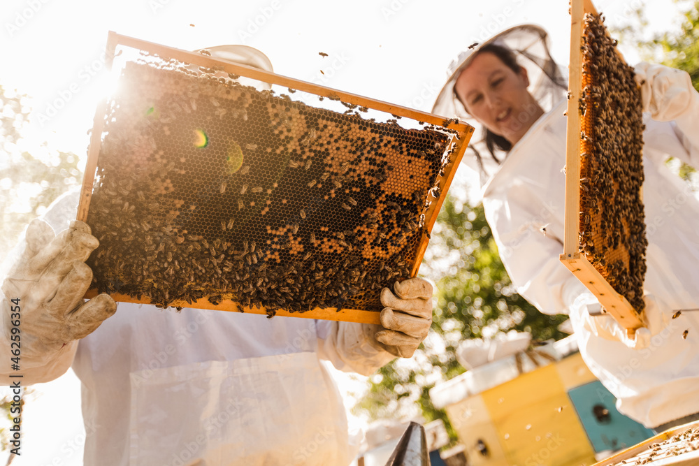 Beekeepers on apiary. Beekeepers are working with bees and beehives on the apiary. Beekeepers on apiary. Beekeepers are working with bees and beehives on the apiary.