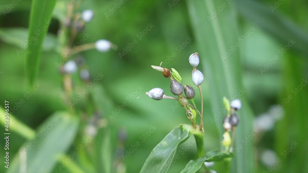 Blue berries with blurred green background. Macro shooting Blue berries with blurred green background. Macro shooting