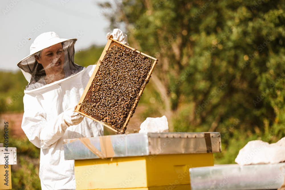 Beekeeper working collect honey. Beekeeping concept. Beekeeper working collect honey. Beekeeping concept.