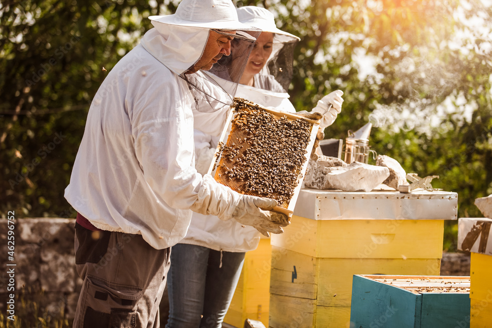 Beekeepers on apiary. Beekeepers are working with bees and beehives on the apiary. Beekeepers on apiary. Beekeepers are working with bees and beehives on the apiary.