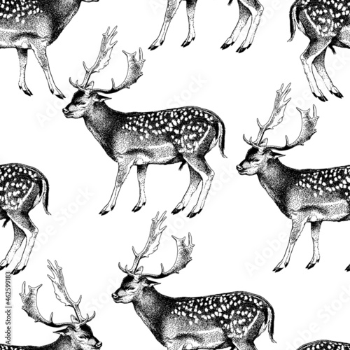Seamless pattern. Spotted deer with horns. Cervus nippon. Dappled sika deer. Hand drawn realistic sketch, graphics monochrome vector illustration.