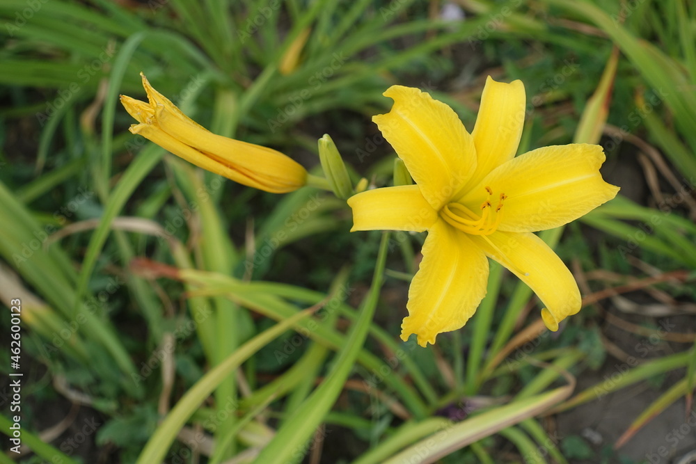 Obraz premium One yellow flower of Hemerocallis fulva in mid July