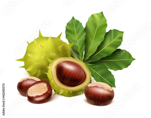 vector icon. Chestnut with leaves and spiky shell. Isolated on white background.
