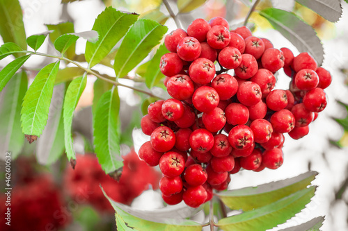 bunches of ripe mountain ash in the autumn season for the design of postcards