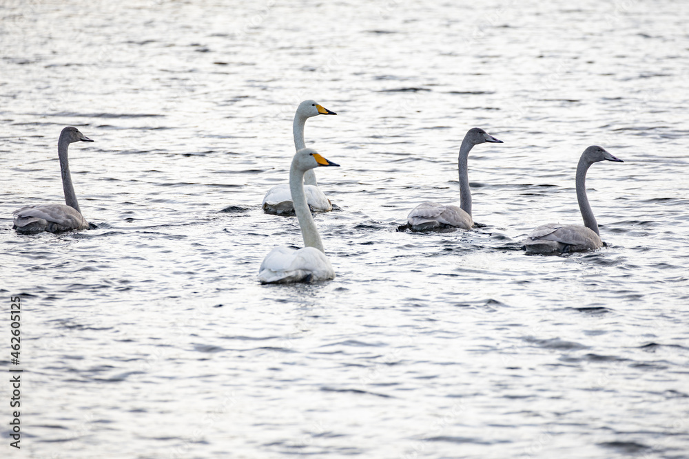Whooper swan on lake Torgvannet in Brønnøy municipality, Nordland county,Helgeland,Northern Norway,scandinavia,Europe Whooper swan on lake Torgvannet in Brønnøy municipality, Nordland county,Helgeland,Northern Norway,scandinavia,Europe
