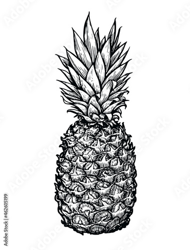 Pineapple hand draw on white background. Tropical fruit sketch vector illustration