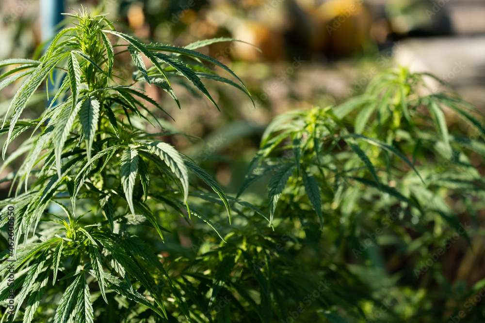 Naklejka premium Cannabis Flowers Outdoor. Own cultivation of marijuana in the garden.