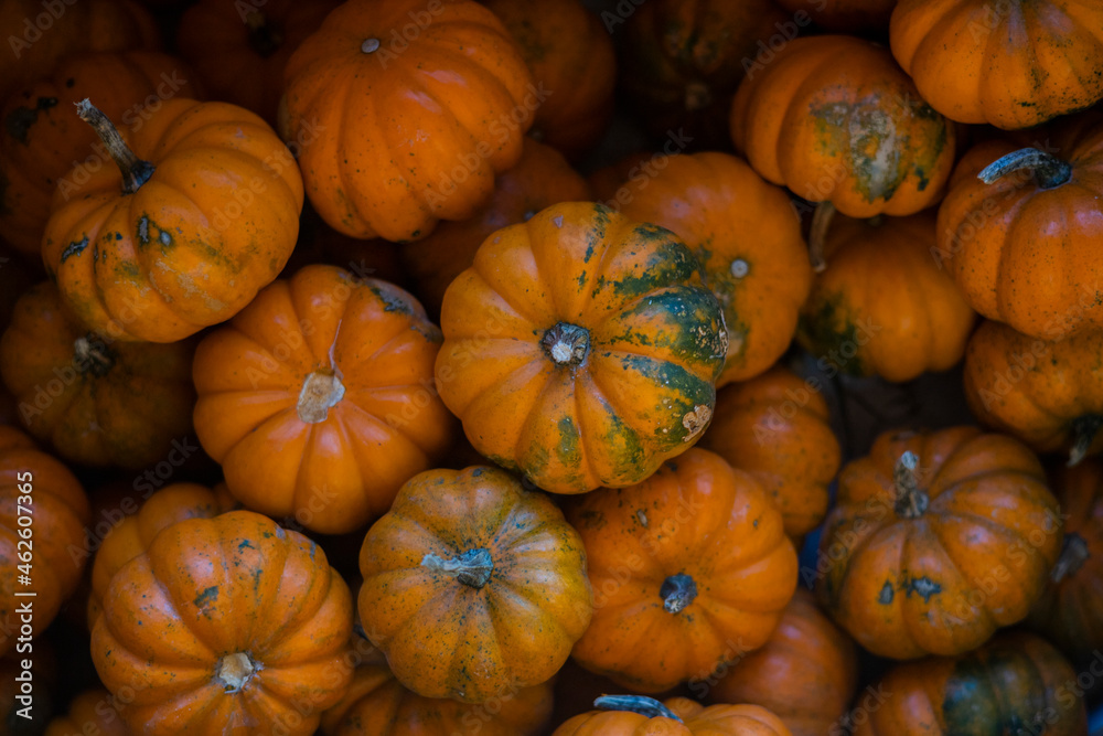 pile of pumpkins on a farm pile of pumpkins on a farm