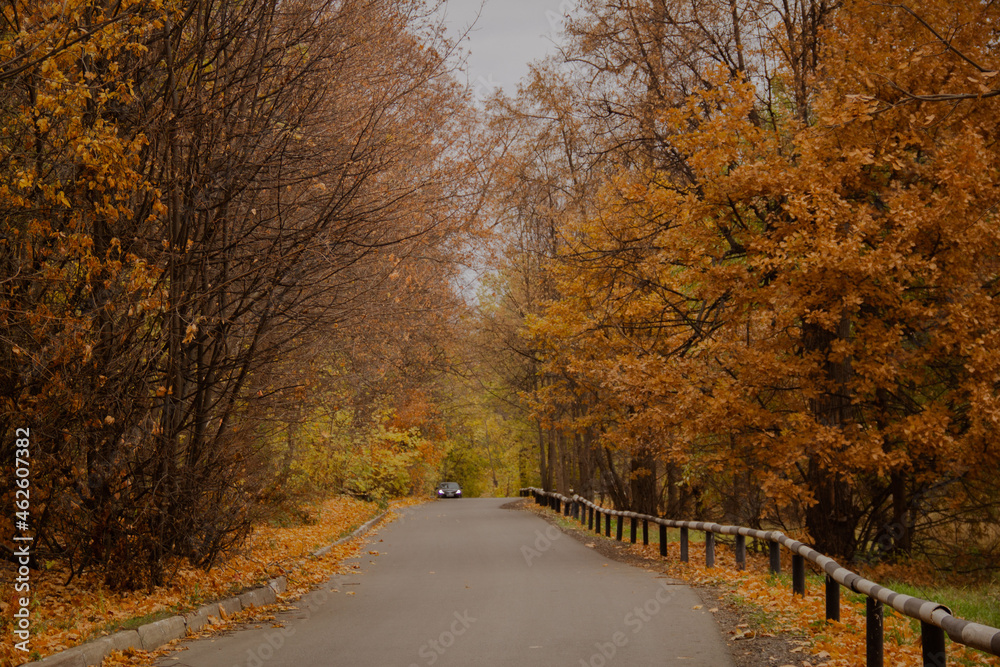 Autumn forest through the camera lens