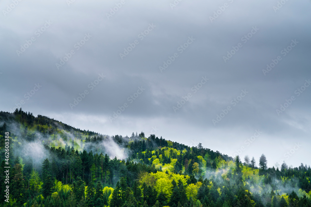Germany, Black forest landscape panorama aerial view above tree tops and fog of magical forest scenery in hiking tourism region