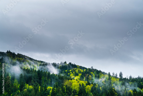 Obraz na płótnie Germany, Black forest landscape panorama aerial view above tree tops and fog of magical forest scenery in hiking tourism region w salonie