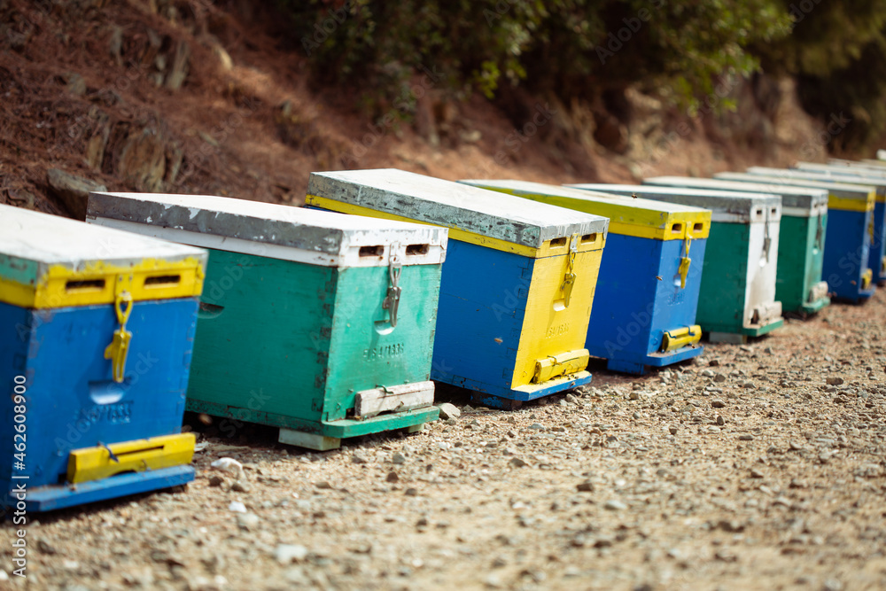Colored wooden beehives along a dirt road, bees are flying around. Colored wooden beehives along a dirt road, bees are flying around.