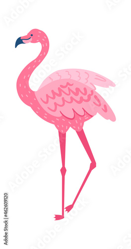 Pink flamingo isolated on white background. Fauna animal bird tropical  illustration summer exotic animal vector