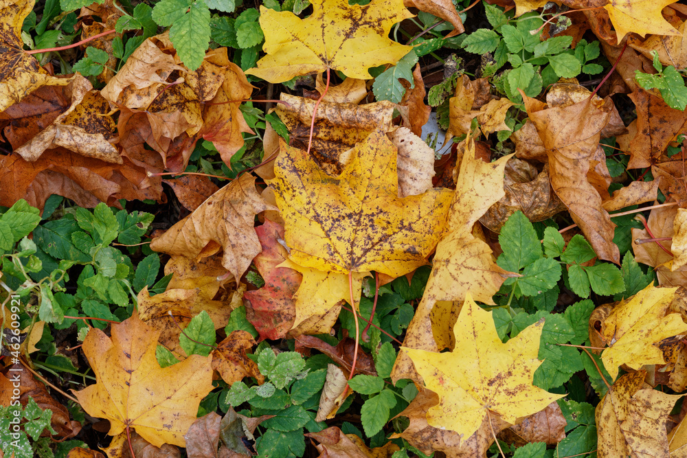 Texture of fallen maple leaves on the grass, golden autumn