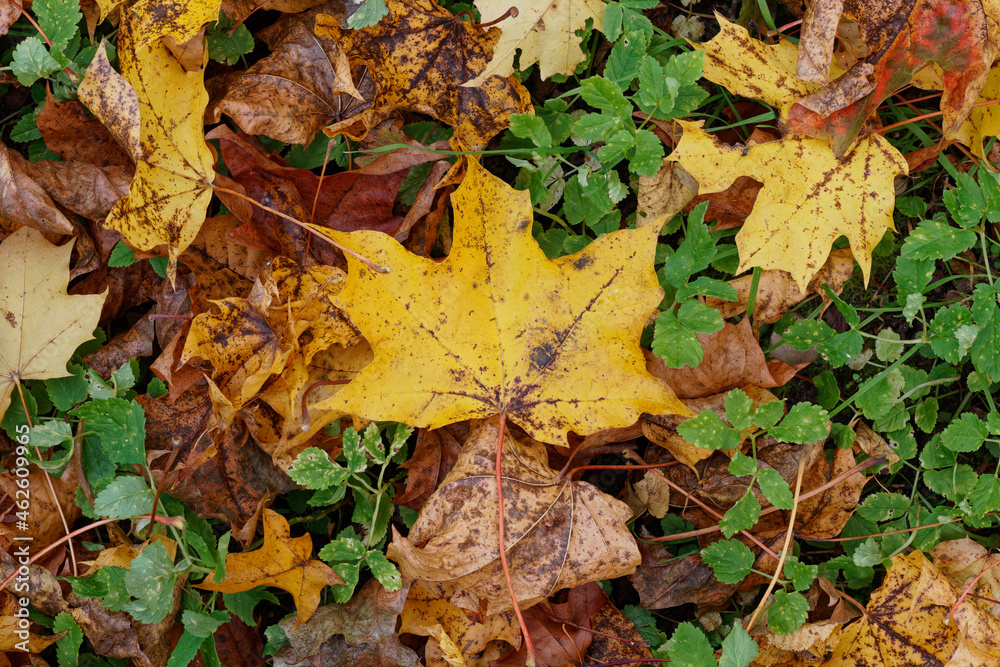 Texture of fallen maple leaves on the grass, golden autumn Texture of fallen maple leaves on the grass, golden autumn