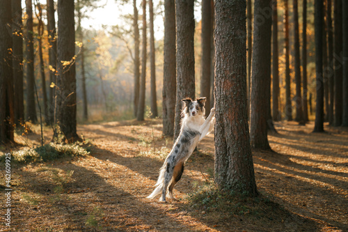 Fototapeta Naklejka Na Ścianę i Meble -  the dog put its paws on the tree. Autumn mood. Border collie in leaf fall in the forest