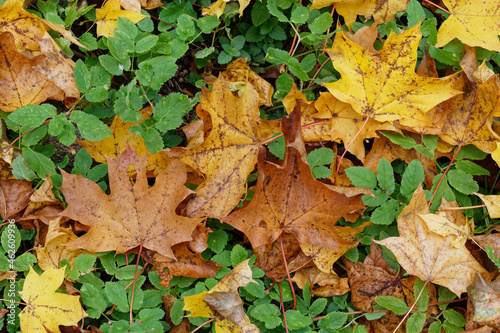 Texture of fallen maple leaves on the grass, golden autumn © Aleksejs