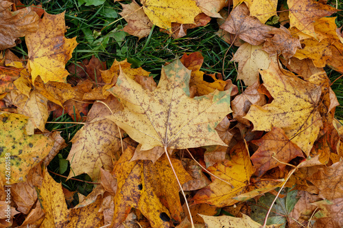 Texture of fallen maple leaves on the grass  golden autumn