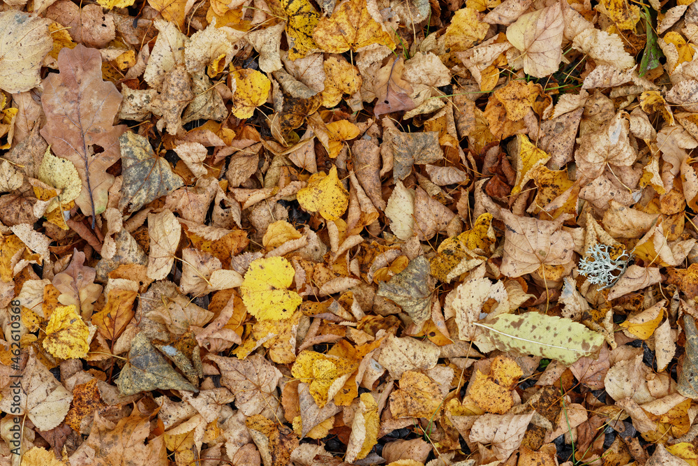 Texture of fallen leaves, golden autumn