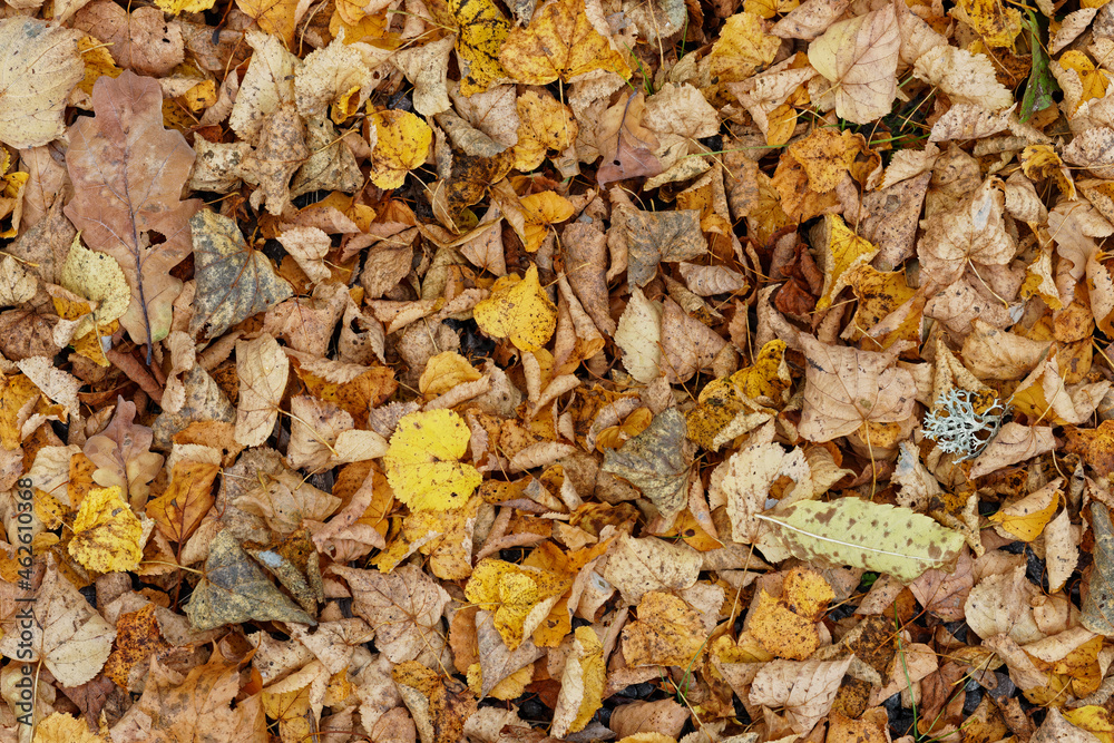 Texture of fallen leaves, golden autumn Texture of fallen leaves, golden autumn