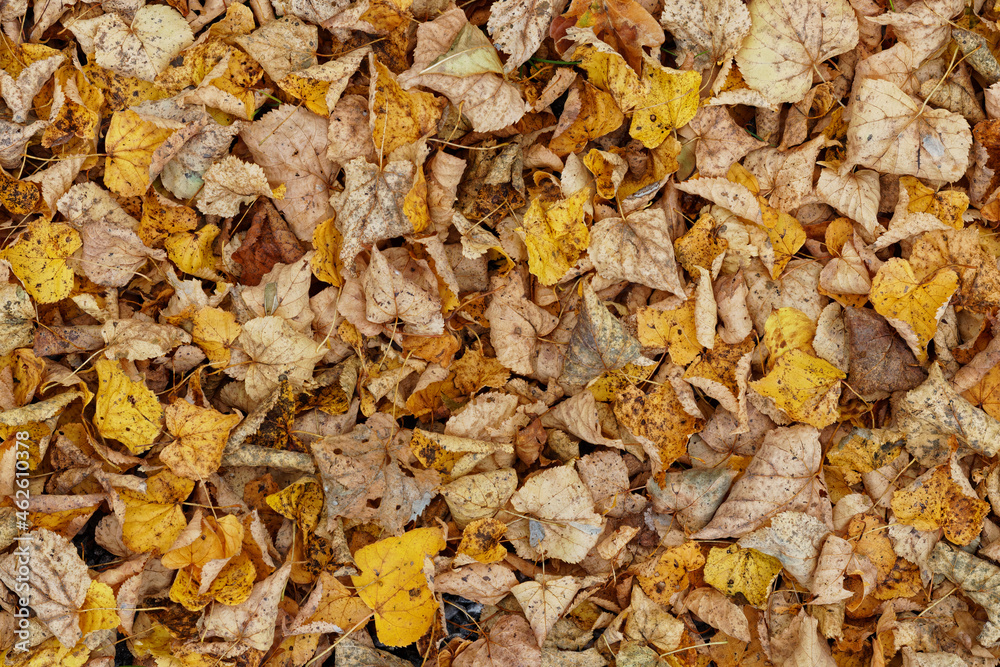 Texture of fallen leaves, golden autumn Texture of fallen leaves, golden autumn