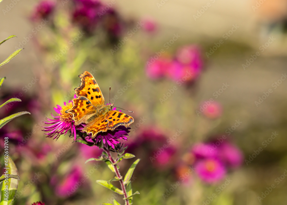 Naklejka premium Polygonia's rest