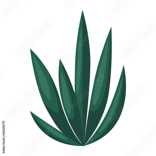Illustration of agave and tequila. Decorative image of tropical plant.