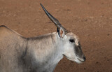 Close-up of common Eland bull, Mokala National Park, Free Stated.