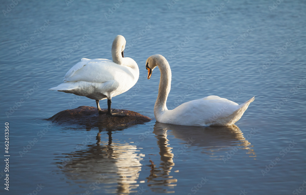 Mute swan couple in water together. Blue water and reflections. Cygnus olor. Mute swan couple in water together. Blue water and reflections. Cygnus olor.