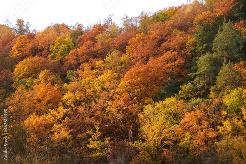 Autumn forest colours