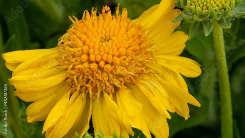 Yellow flower