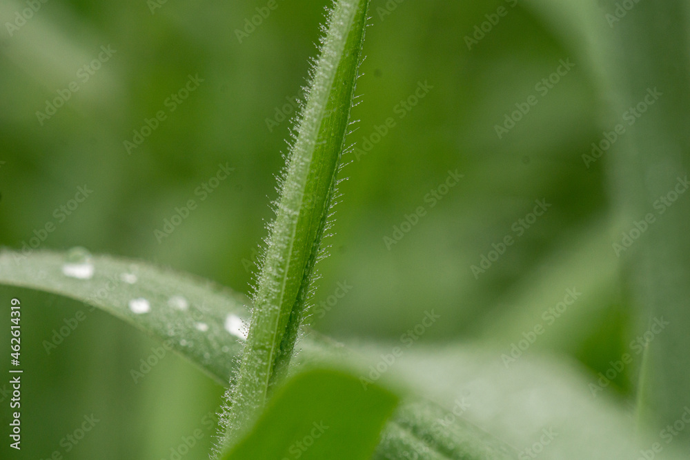 dew on grass dew on grass